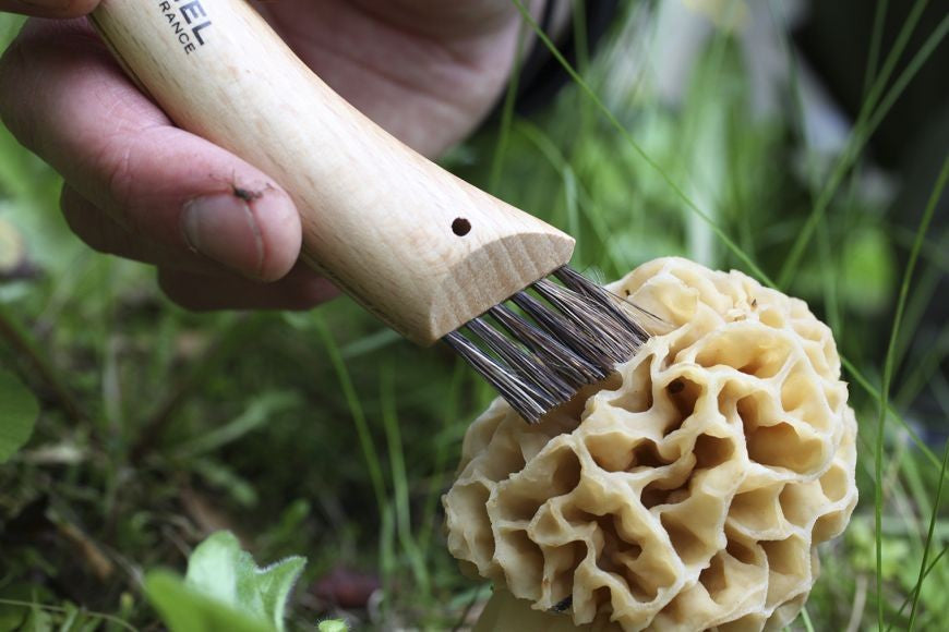 N°08 Mushroom Knife