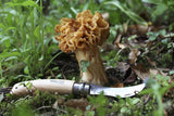 N°08 Mushroom Knife